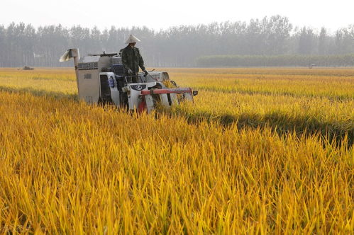 豐收背后的力量 2020年全國糧食產量達13390億斤，農業種植與種子生產逆勢上揚