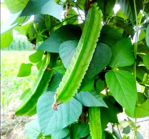 南方小眾蔬菜，北方人少見，卻全身是寶，你認識嗎？